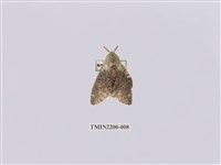 藏品(臺蟻舟蛾)的圖片